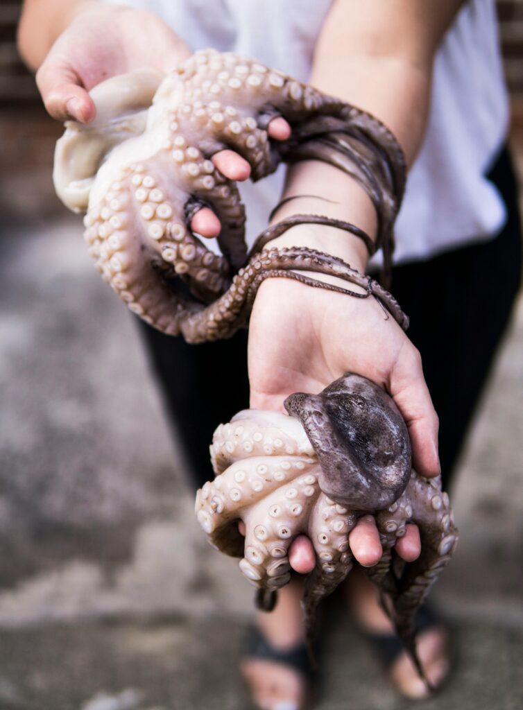 Person Holding Baby Octopus