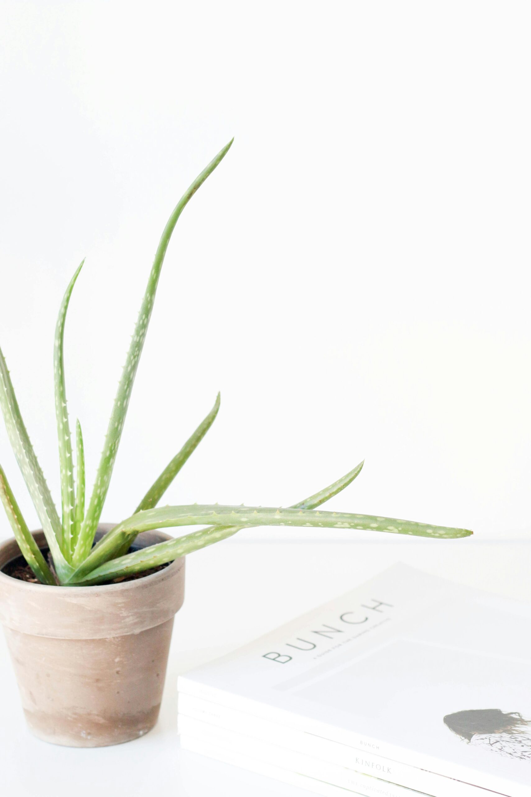 Have You Heard About Aloe Vera Juice?