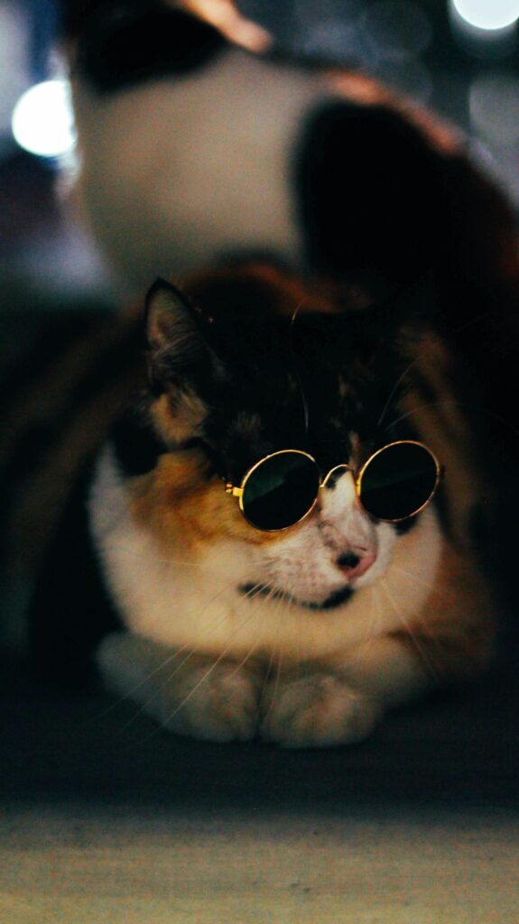 Cat Wearing Sunglasses