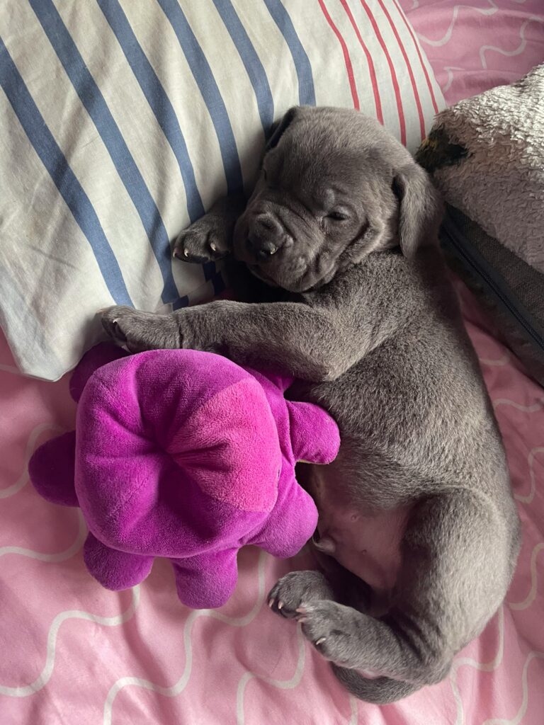 Puppy with a Toy