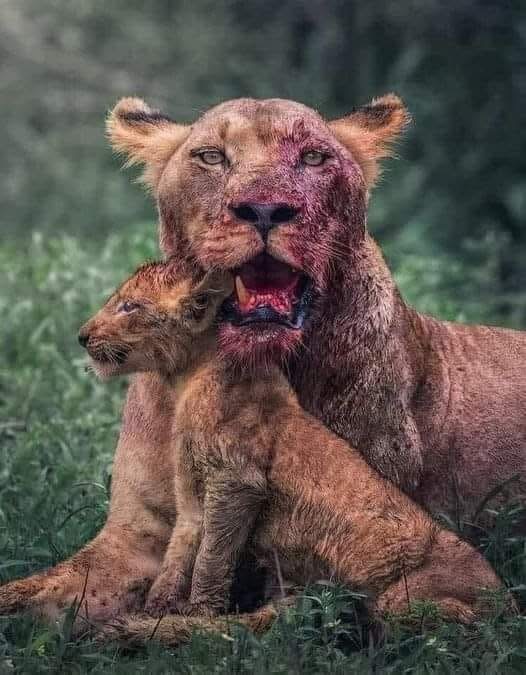 a Powerful Photograph of a Lioness with a Bloodstained Face Cradling Her Cub After a Fierce Battle Symbolizing Maternal Strength Sacrifice and Devotion in the Wild