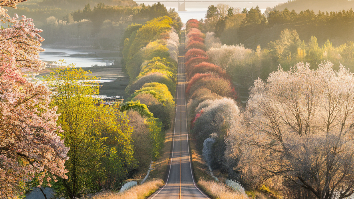 A winding path through four seasons of trees, symbolizing life’s journey and personal growth over time.